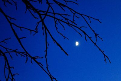 Low angle view of trees against blue sky