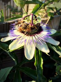 Close-up of purple flowers