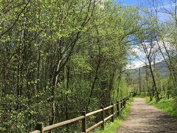 Footpath passing through trees