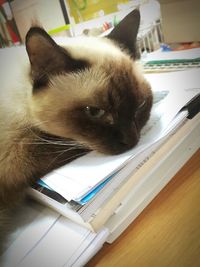 Close-up of cat looking at camera at home