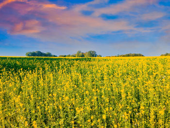 Scenic view of oilseed rape field against sky