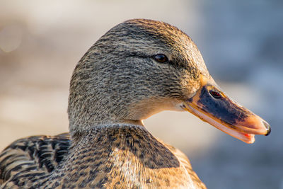 Close-up of a bird