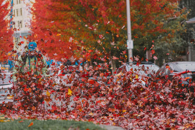 Autumn tree by plants