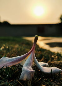 Close-up of barbed wire on field against sky during sunset