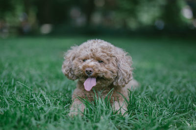 High angle view of puppy on field
