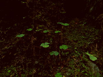 Plant growing in water