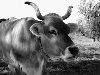 Close-up of cow on field against sky