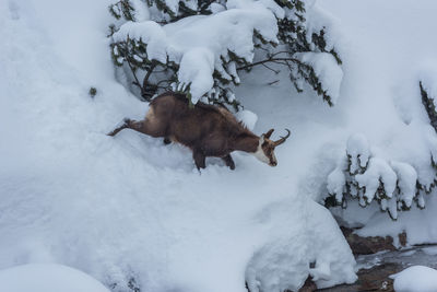 Mountain goat in the search for food in the deep snow, high tatras, slovakia