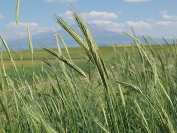 Close-up of wheat growing on field against sky