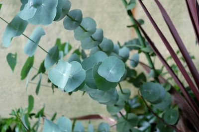 Close-up of flowers blooming outdoors