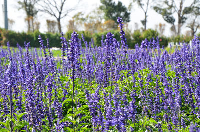 Purple flowers blooming on field