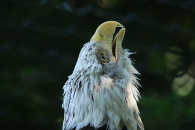 Close-up of a bird