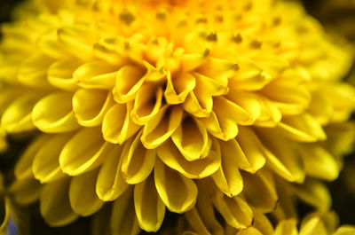 Close-up of yellow flowering plant