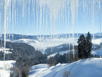 Snow covered trees against sky