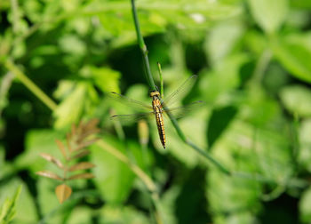 Close-up of dragonfly on leaf