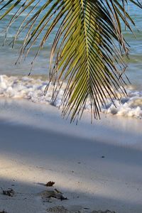 Palm tree by sea against sky