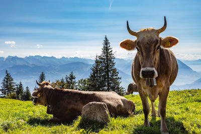 Cow standing in a field