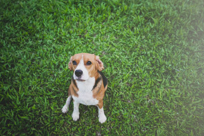 Portrait of dog sitting on grass