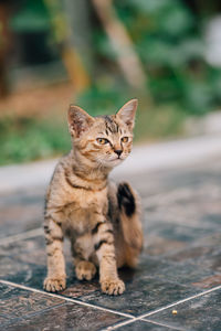 Cat sitting on a looking away