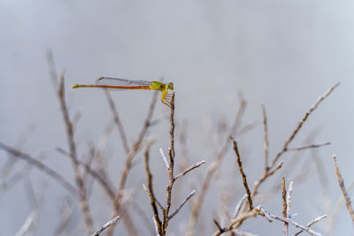 Close-up of dragonfly on plant