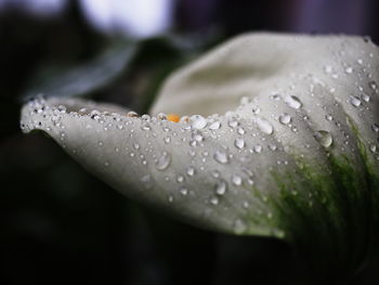 Close-up of water drops on leaf