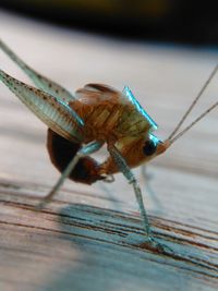 Close-up of insect