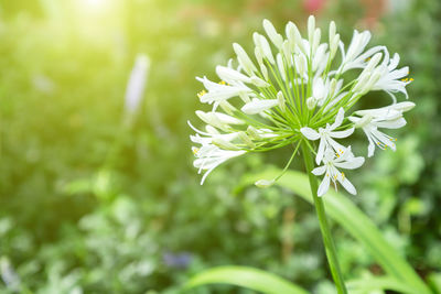 Close-up of white flowering plant