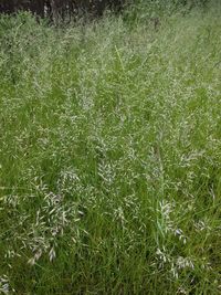 Full frame shot of grassy field