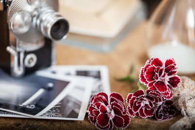 Close-up of red dianthus flowers by vintage camera