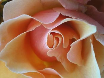 Close-up of rose