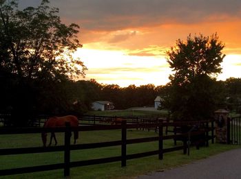 Horses on grass against sky during sunset