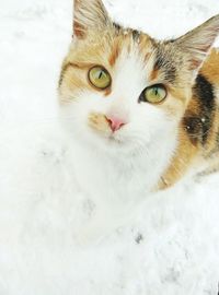 Close-up portrait of cat