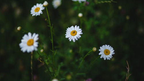 Close-up of white daisy flowers on field