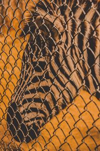 Close-up of zebra seen through chainlink fence