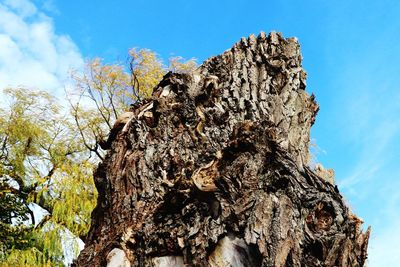 Low angle view of lichen on tree trunk against sky