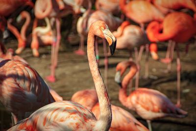 Close-up of flamingo birds in lake