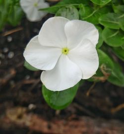 Close-up of white flower blooming outdoors