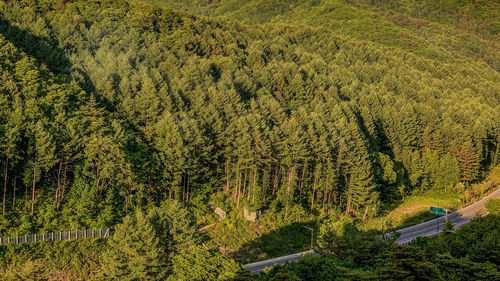 High angle view of trees in forest