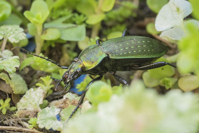 Close-up of green beetle amidst leaves on rock