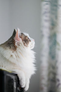 Close-up of cat looking up