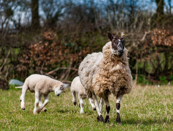 Sheep with lamb standing on grass