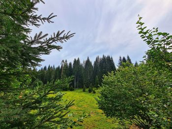 Pine trees on field against sky