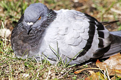 Close-up of duck on field