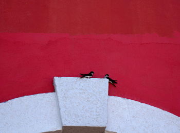 Bird perching on wall