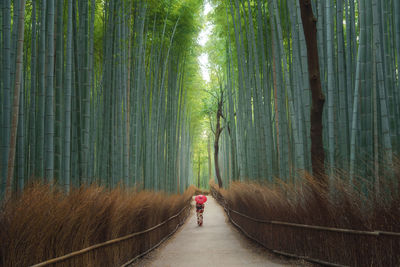 Rear view of person walking on bamboo amidst trees in forest