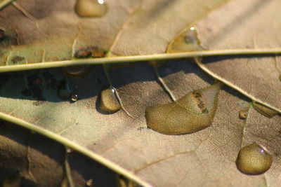 Close-up of plant