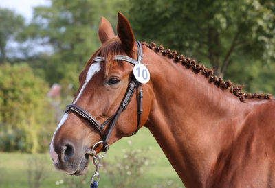 Close-up of horse on field