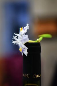 Close-up of flower plant