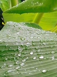 Close-up of wet leaves