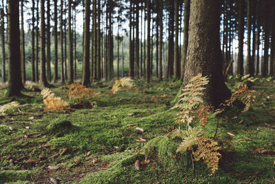 Trees in forest